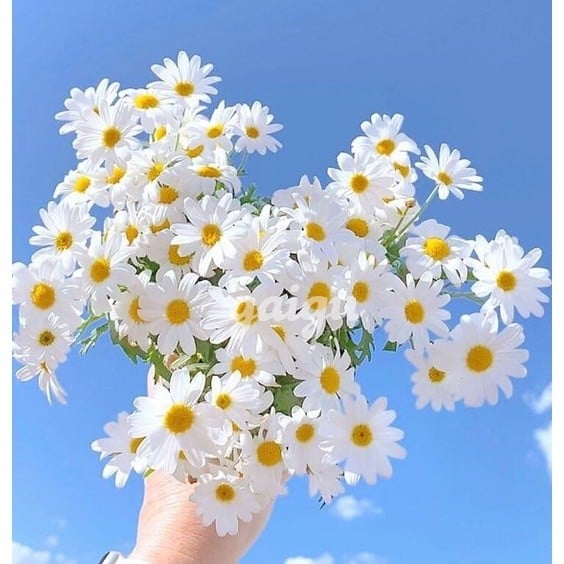 ❤️SIÊU BƯỞI ĐẸP❤️NGỌC MAI NGỌT NGÀO VÀ QUYẾN RŨ❤️TÌNH CẢM CHIỀU CHUỘNG❤️ĐÊ MÊ HƠN CẢ GẤU NHÀ