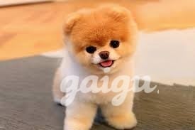 KIỀU TRANG GÁI MIỀN SƠN CƯỚC DÂM NGẦM ĐÁNG YÊU