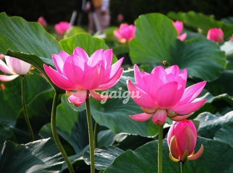 July-E  Gái Lai Tây-Mặt Xinh Búp Bê-Vú To Body Đẹp-Hàng Ngon Non Tơ