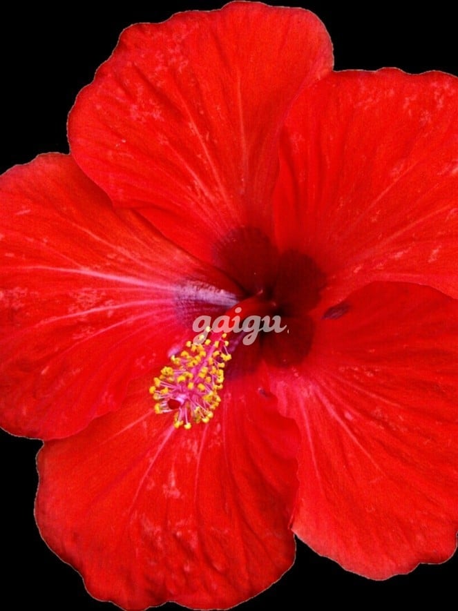 Bảo Yến❤️ Dễ thương❤️ ngoan hiền❤️ chiều khách❤Dịch Vụ Hoàn Hảo