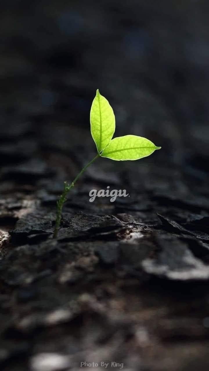 Bảo Ngọc✅✅[non tơ]✅✅
